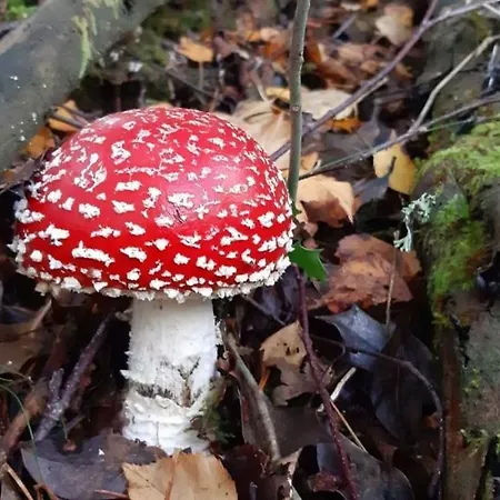 Hotel Piornedo Hotel