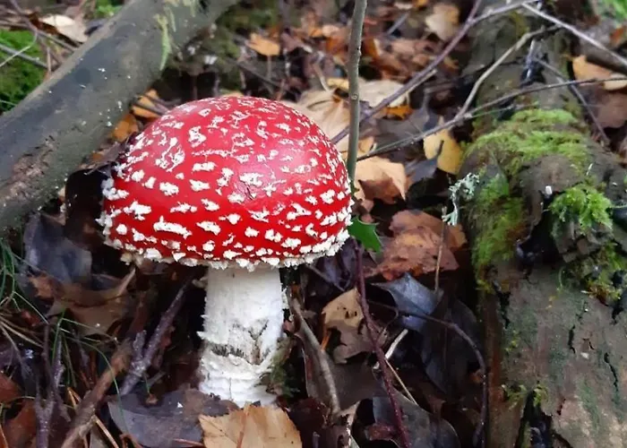 Hotel Piornedo Hotell